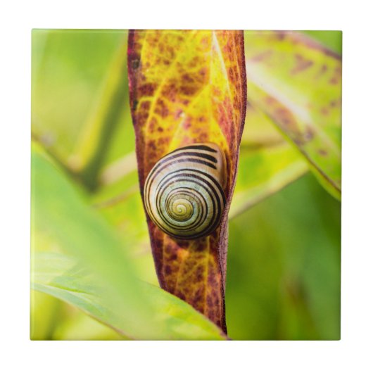 kalm gehechtheid tegeltje (Voorkant)