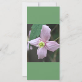 kalm houden en lezen , roze tuinbloem