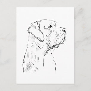 Kalm Labrador Retriever  Ansichtkaart Briefkaart