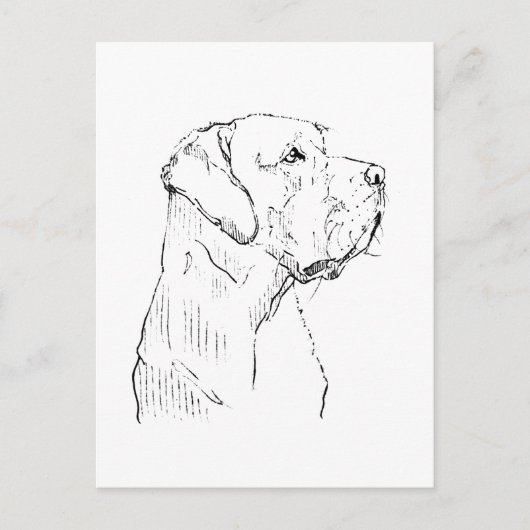 Kalm Labrador Retriever  Ansichtkaart Briefkaart (Voorkant)