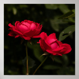 Kalm rood poster