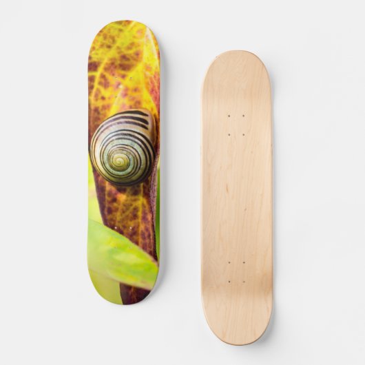 kalm skateboard (Voorkant)