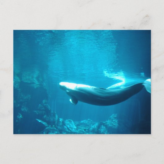 Kalm Zee Briefkaart (Voorkant)