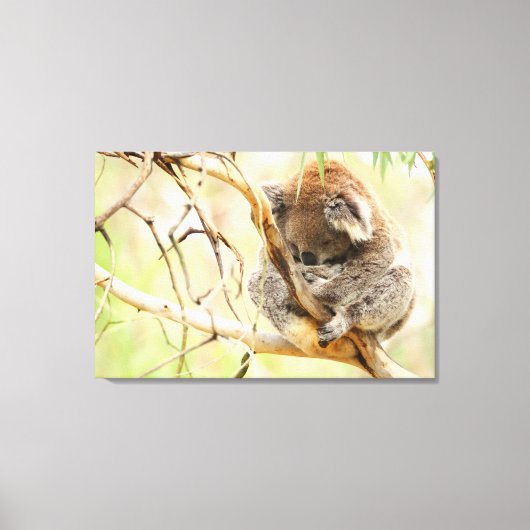 KALME KOALA 24x36 Canvas Afdruk (Voorkant)