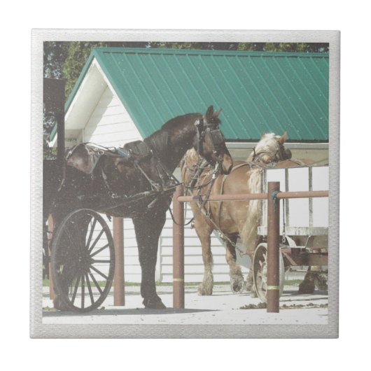 Kalona Amish Horses Tegeltje (Voorkant)