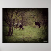 Kalona Dairy Cattle Poster (Voorkant)