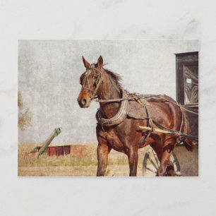 Kalona, het Paard van Iowa Amish en Met fouten Briefkaart