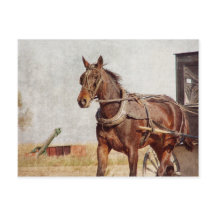 Kalona, het Paard van Iowa Amish en Met fouten