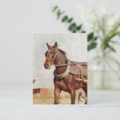 Kalona, Iowa Amish Horse en Buggy Briefkaart (Staand voorkant)