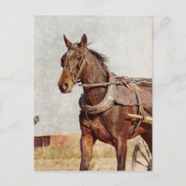 Kalona, Iowa Amish Horse en Buggy Briefkaart