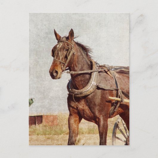 Kalona, Iowa Amish Horse en Buggy Briefkaart (Voorkant)