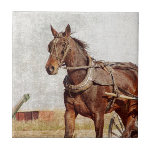 Kalona, Iowa Amish Horse en Buggy Tegeltje