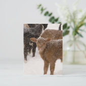 Kalveren in de sneeuw briefkaart (Staand voorkant)