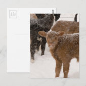 Kalveren in de sneeuw briefkaart (Voorkant / Achterkant)