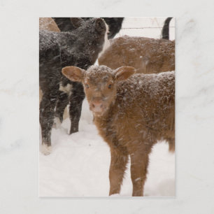 Kalveren in de sneeuw briefkaart