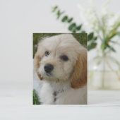 Kalverliefde - de Leuke Foto van de Hond MaltiPoo Briefkaart (Staand voorkant)