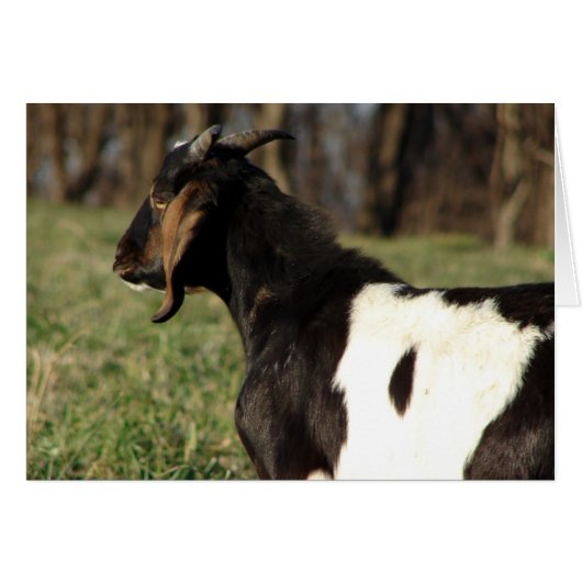 Kalvin (Voorkant Horizontaal)