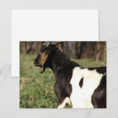 Kalvin (Voorkant / Achterkant)