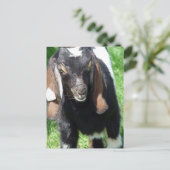 Kalvin Briefkaart (Staand voorkant)