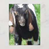 Kalvin Briefkaart (Voorkant)