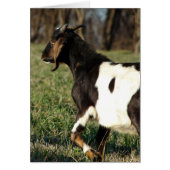 Kalvin de Goat All Occasions Wenskaart (Voorkant)