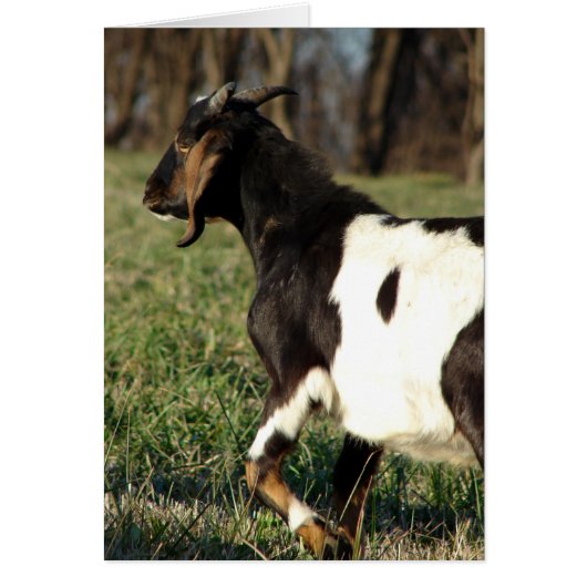 Kalvin de Goat All Occasions Wenskaart (Voorkant)