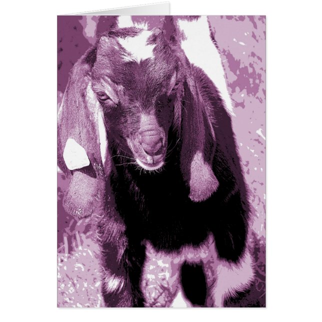 Kalvin in het Paars (Voorkant)