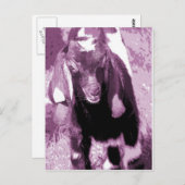 Kalvin in het Paars Briefkaart (Voorkant / Achterkant)