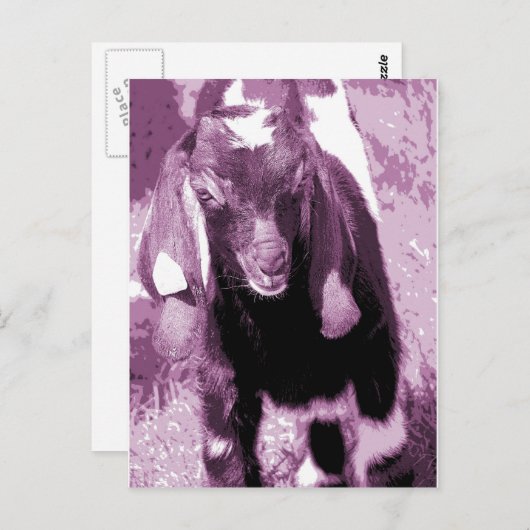 Kalvin in het Paars Briefkaart (Voorkant / Achterkant)