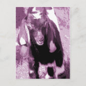 Kalvin in het Paars Briefkaart (Voorkant)