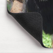 Kalvin Muismat (Hoek)