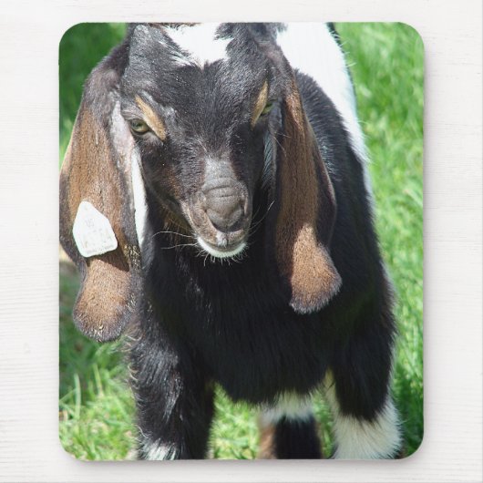 Kalvin Muismat (Voorkant)