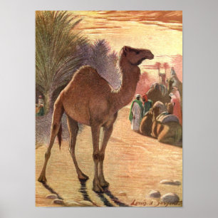 Kameel door Louis Sargent, Vintage Wilde Dieren Poster