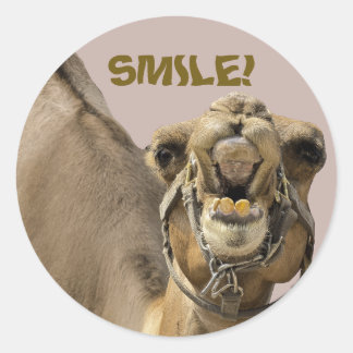 KAMEEL GEZICHT MET TANDEN & GROETE GLIMLACH KIJKT  RONDE STICKER
