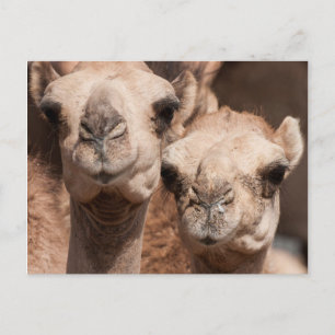 Kameel in de kameelmarkt in Al Ain bij Dubai Briefkaart