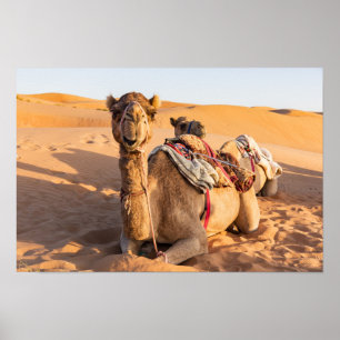 Kameel in de Omaan woestijn Poster