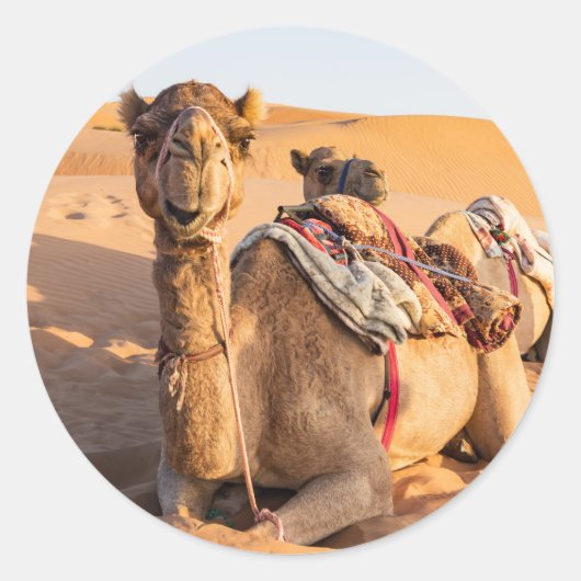 Kameel in de Omaanse woestijn Ronde Sticker (Voorkant)