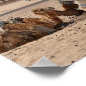 Kameel in de woestijn. Tunesië. Poster (Hoek)