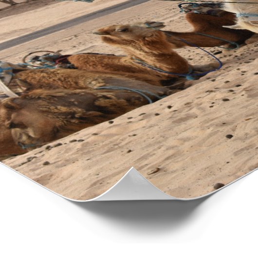 Kameel in de woestijn. Tunesië. Poster (Hoek)