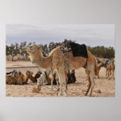 Kameel in de woestijn. Tunesië. Poster (Voorkant)