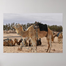 Kameel in de woestijn. Tunesië.