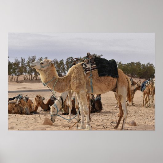 Kameel in de woestijn. Tunesië. Poster (Voorkant)