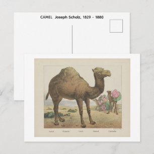 KAMEEL Joseph Scholz, 1829 - 1880 Briefkaart