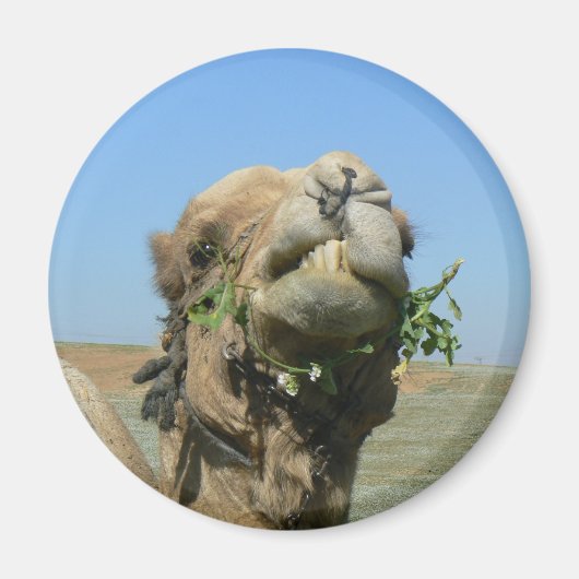 Kameel kauwende bloemen magneet (Voorkant)