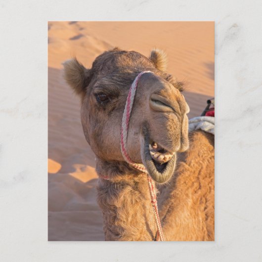 Kameel met een grappige gezichtsuitdrukking - Oman Briefkaart (Voorkant)