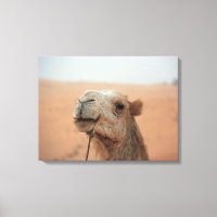 Kameel met grappige uitdrukking - foto op doek