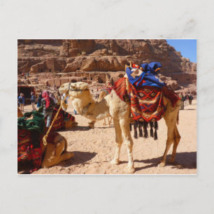 Kameel Midden-Oosten Natuur Dieren Destiny Gifts Briefkaart