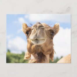 Kameel Portret Dier Fotografie Wilde Dieren Briefkaart