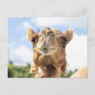 Kameel Portret Dier Fotografie Wilde Dieren Briefkaart