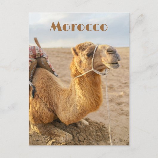 Kameel rustend, Marokko reis Briefkaart (Voorkant)